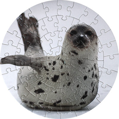 Seal circle jigsaw at Dingle Oceanworld aquarium gift shop