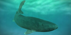 greenland shark swimming in irish waters