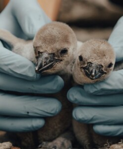 two small penguin chicks at dingle oceanworld aquarium