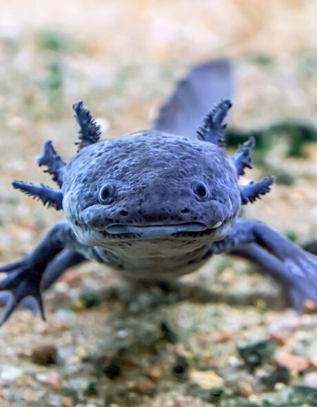 Axolotl 460X590