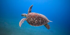 green sea turtle swimming open ocean
