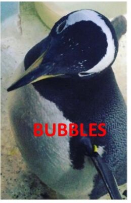 Bubbles the Gentoo Penguin at Dingle Oceanworld aquarium