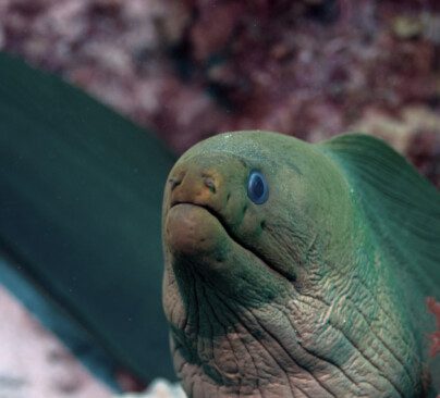 Green Moray Eel