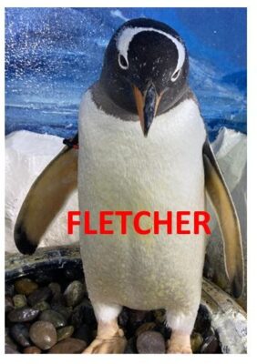 Fletcher the Gentoo Penguin at Dingle Oceanworld Aquarium
