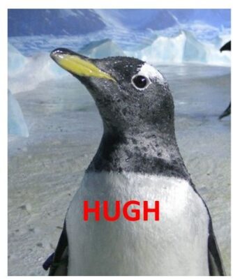 Hugh the Gentoo Penguin at Dingle Oceanworld Aquarium