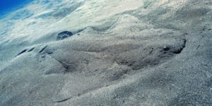 Angel shark camouflaged in sandy sea floor