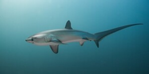Thresher shark swimming in Irish waters