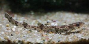 Juvenile lesser spotted catshark at Dingle Aquarium