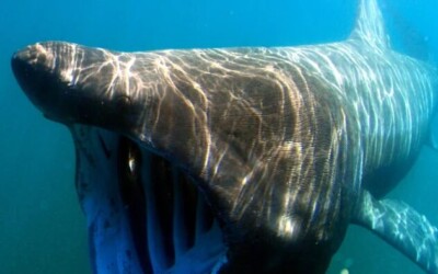 Sharks of Irish Waters