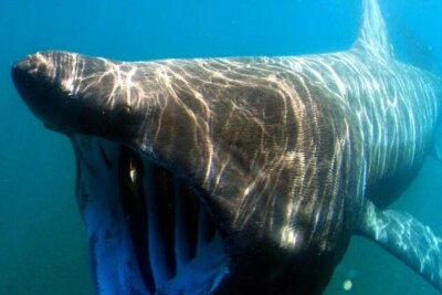 Sharks of Irish Waters