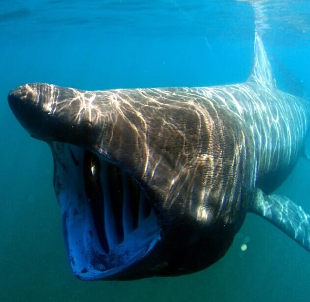 Sharks of Irish Waters