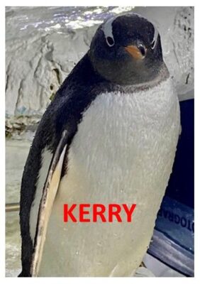 Kerry the Gentoo Penguin at Dingle Oceanworld Aquarium