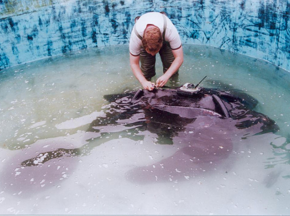 leatherback-turtle-research