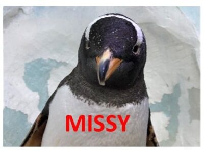 Missy the Gentoo Penguin at Dingle Oceanworld Aquarium