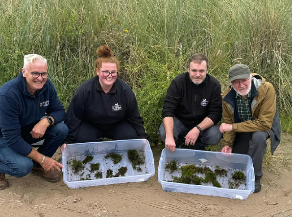 natterjack-toad-conservation