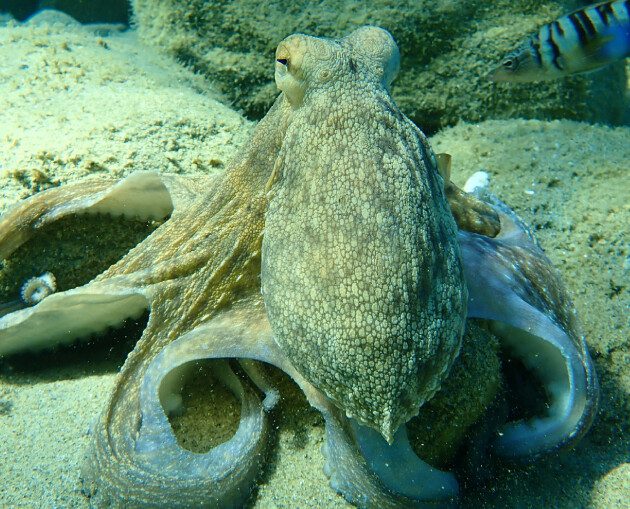 Common Octopus