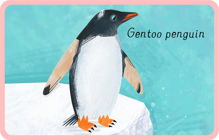 Ocean snap cards at Dingle Oceanworld aquarium gift shop