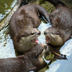 otter-gallery4