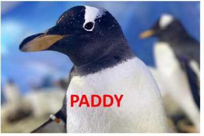 Paddy the Gentoo penguin at Dingle Oceanworld aquarium