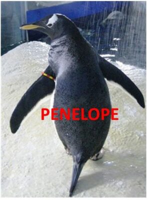 Penelope the Gentoo penguin at Dingle Oceanworld Aquarium