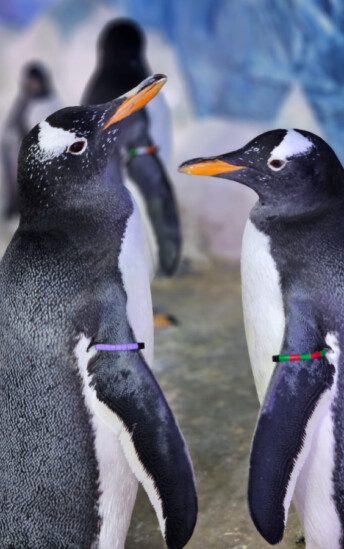 gentoo-penguin-main