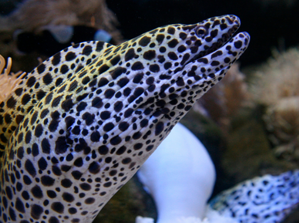 protecting-threatened