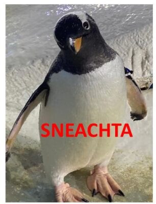 Sneachta the Gentoo penguin at Dingle Oceanworld Aquarium