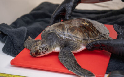 Solstice’s Fight for Survival: A Green Sea Turtle’s Rescue and Rehabilitation