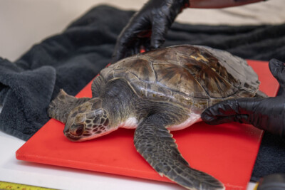 Solstice’s Fight for Survival: A Green Sea Turtle’s Rescue and Rehabilitation