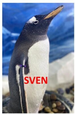 Sven the Gentoo Penguin at Dingle Oceanworld Aquarium