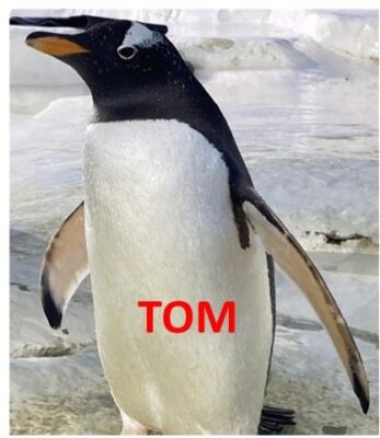 Tom The Gentoo Penguin at Dingle Oceanworld Aquarium