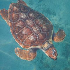 turttle-gallery3