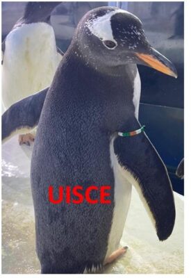 Uisce the Gentoo Penguin at Dingle Oceanworld Aquarium