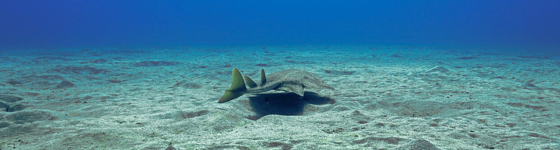 Angel shark