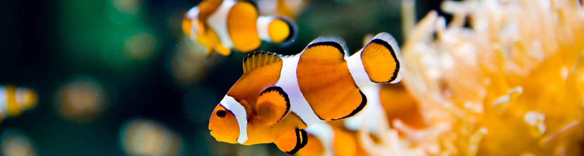 Header Explore Pg Clownfish
