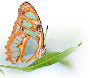 butterfly-icon-l