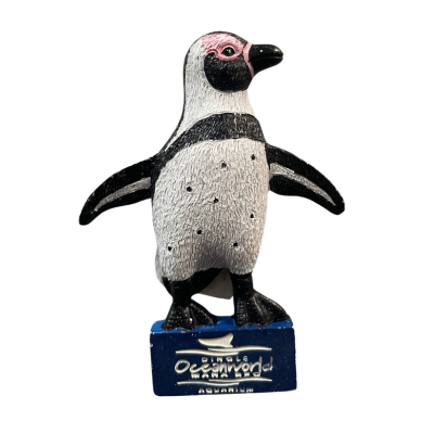 Humboldt penguin at dingle oceanworld aquarium gift shop