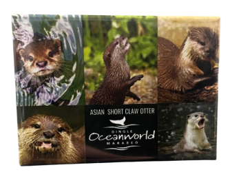 Oceanworld otter magnet Asian small claw otter at Dingle Oceanworld Aquarium gift shop