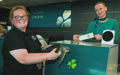 Green Sea Turtle Conservation: Solstice Returns to the Wild
